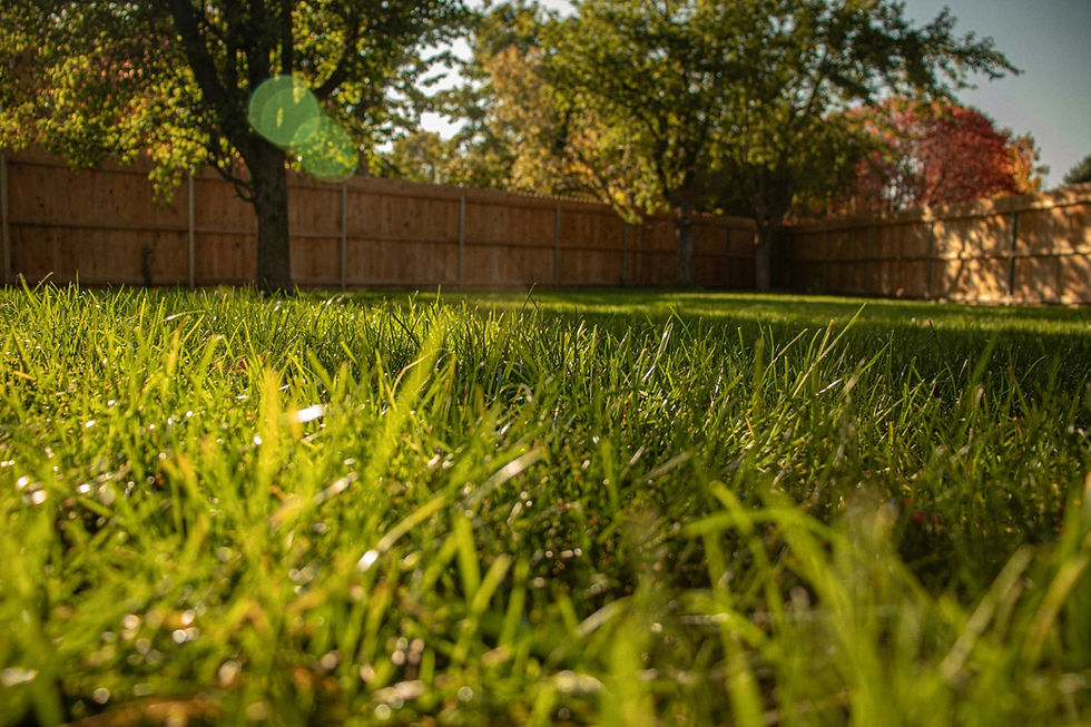 A Guide to Getting the Perfect Lawn