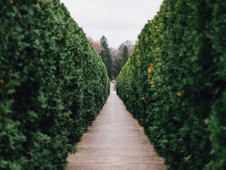 Leylandii Hedges: How to Keep Them Under Control
