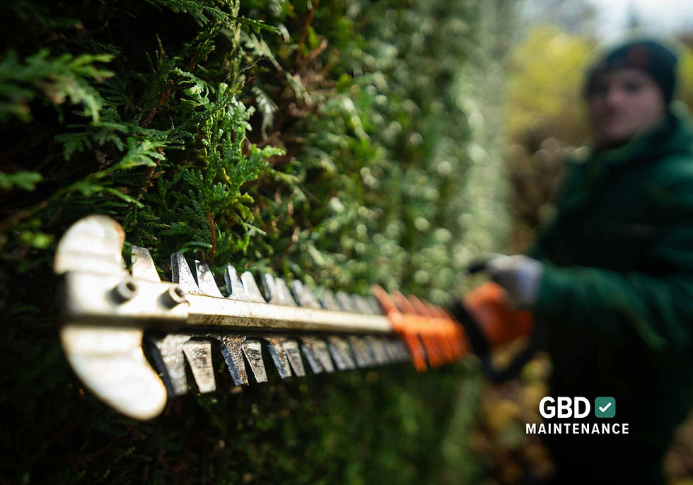 Professional hedge cutting services in Sheffield by GBD Maintenance.