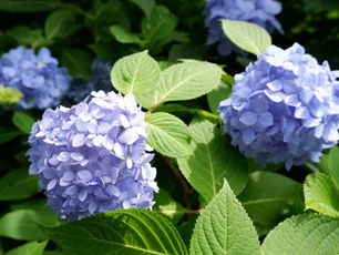 6月 臨時休診のお知らせ