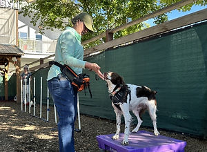 dog training homepage.jpg