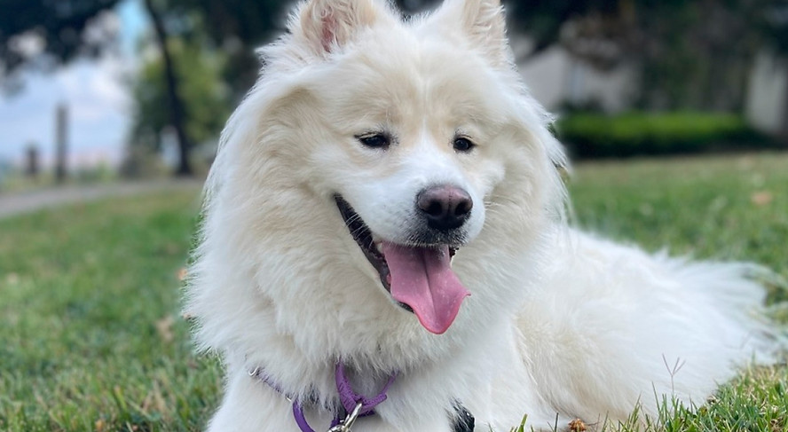Dog Training Why PLL_edited.jpg