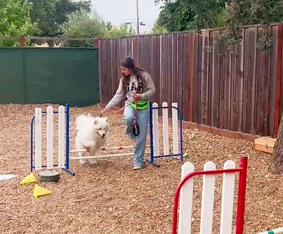 dog training tricks.jpg