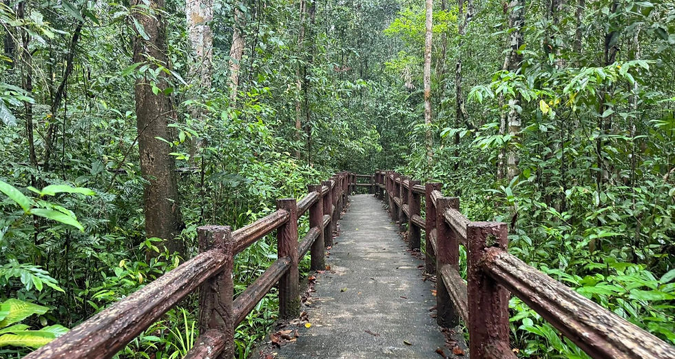 Emerald pool rain forest by nature trail