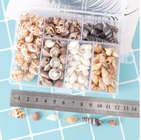 Thumbnail: Box Natural Mini Conch Shells - About 100Pcs