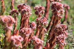 Carte postale flore (2)