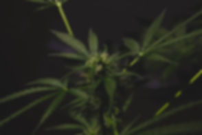 green cannabis plant_edited.jpg