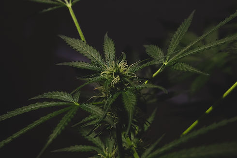 green cannabis plant_edited.jpg