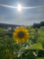 ヒマワリと太陽と発電所