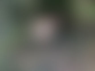 Des moutons dans le quartier!