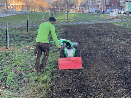 Préparation de la parcelle maraichère