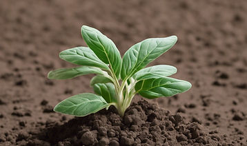 soil quality agriculture uses of zeolite