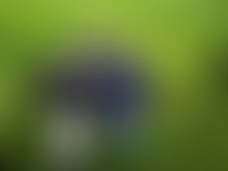 Study identifies best bioenergy crops for SAF by US region, policy goals