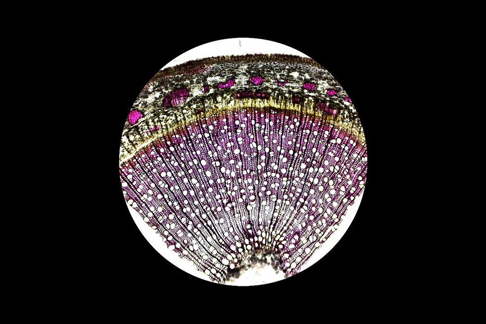 A light microscopy image of a cross section of a Populus trichocarpa stem (diameter of full section: 5 millimeters). The magenta color in the cells reflects the presence of lignin, a key component of wood that provides structural strength. (Image: University of Missouri)