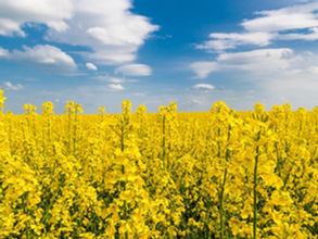 Corteva, Bunge and Chevron collaborate to produce winter canola as feedstock for biobased diesel