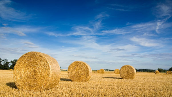 Provectus Biofuels signs LOI with Alberta town to develop SAF project