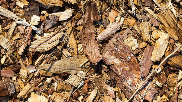 ARENA backs HAMR Energy project to turn forestry byproducts into SAF