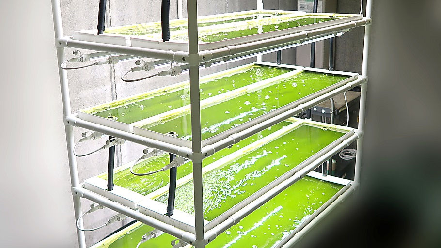 Mazda’s R&D project for renewable diesel from algae selected for Japan’s NEDO program
