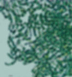 100X4_edited_edited_edited