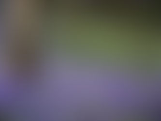 Bat Walks and Bluebell Walks April 2023