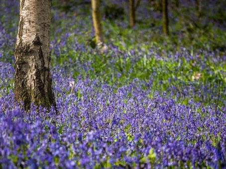 Bat Walks and Bluebell Walks April 2023