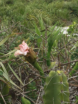 42246740_2123370867673303_74001918860879