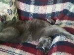 Reiki for furried felines