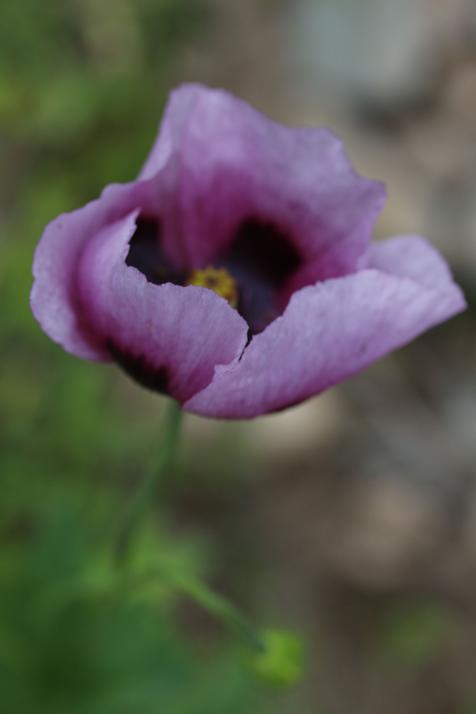 coquelicot pavot