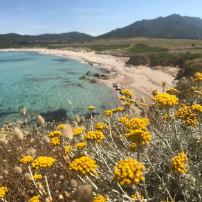 Plage corse et flore