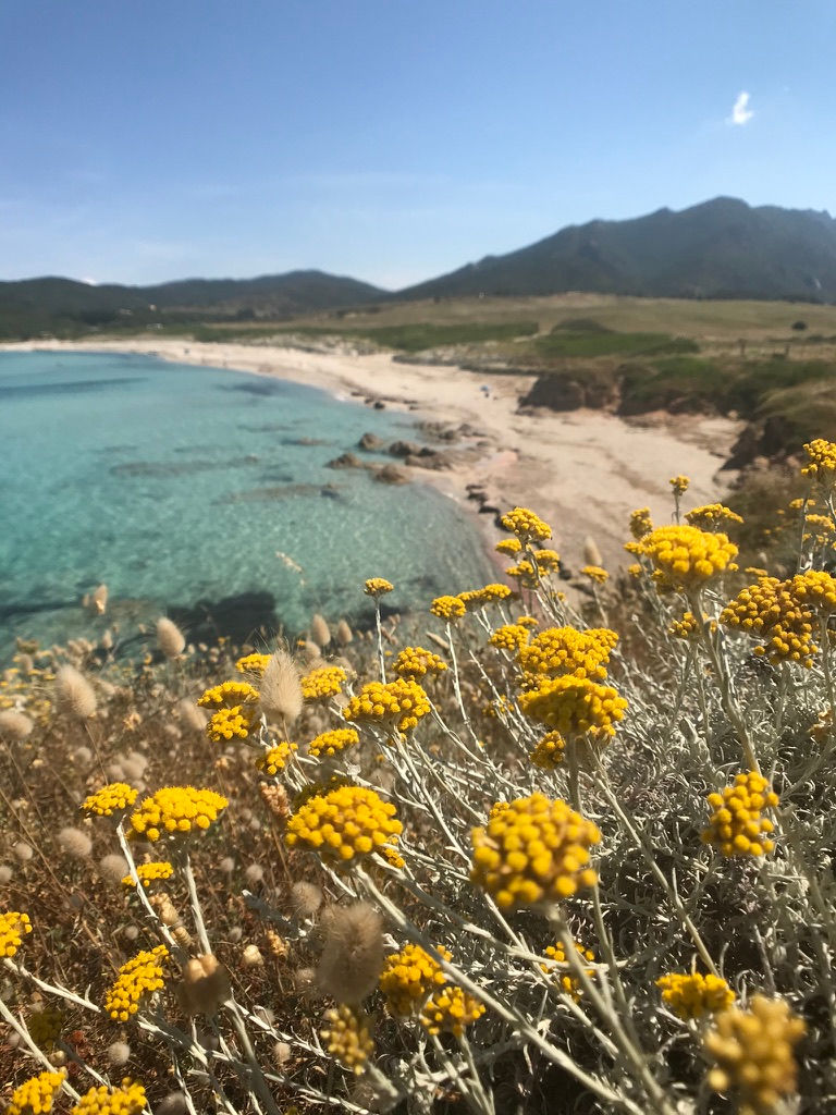 Plage corse et flore