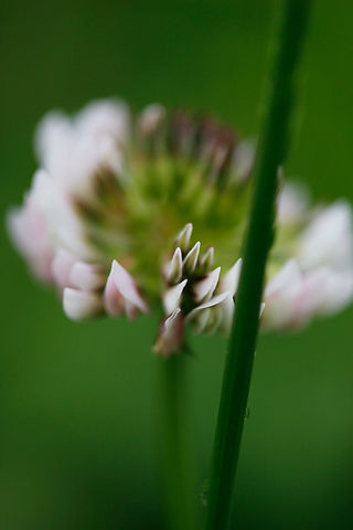 fleur de trèfle mellifère