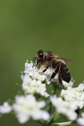Abeille qui butine sur une fleur du maquis corse