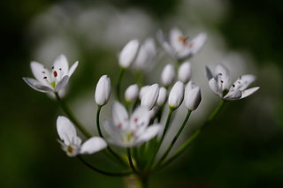 guide des plantes mellifères