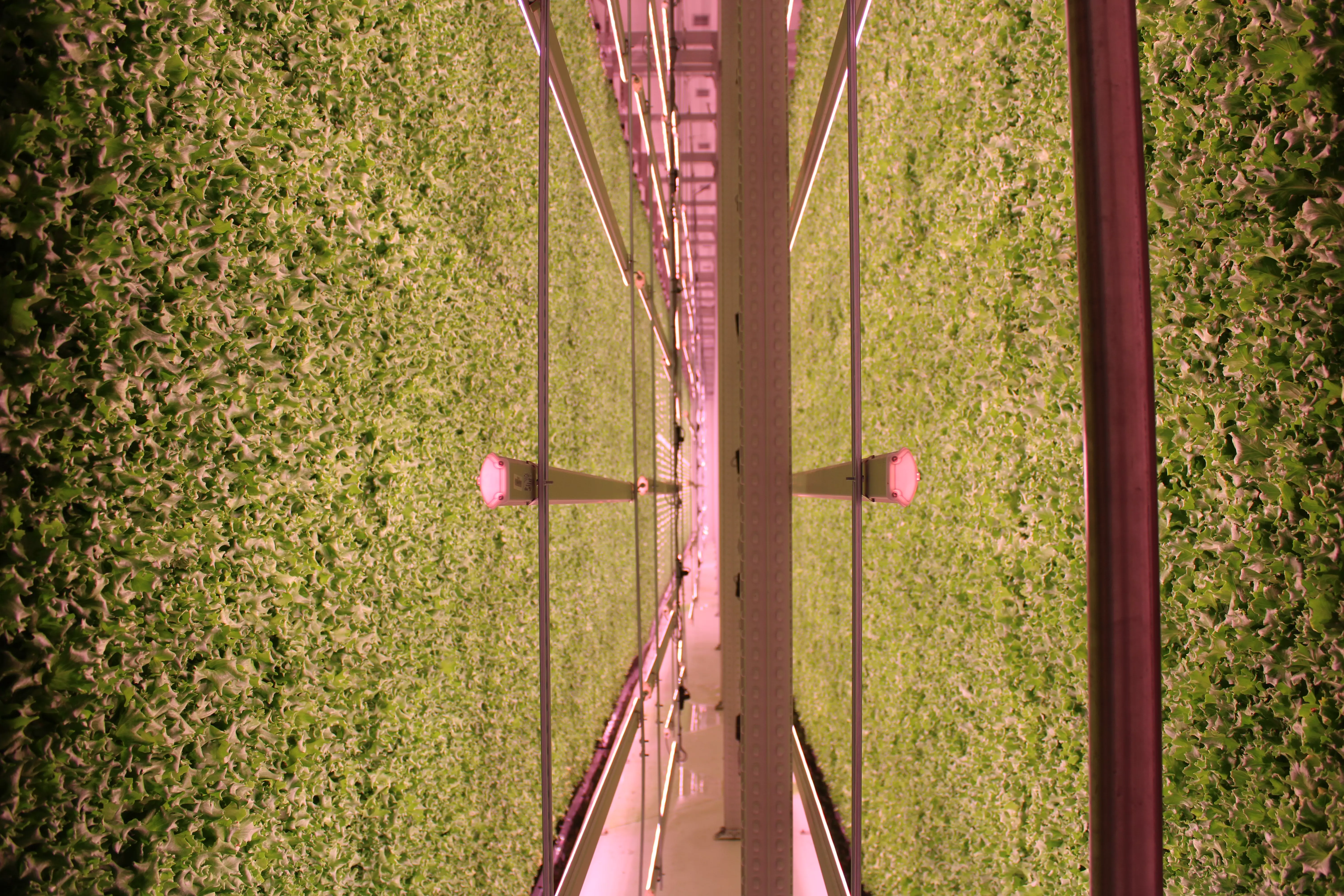 Vertical Farming