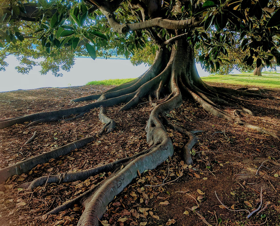 Tree with Interwoven roots