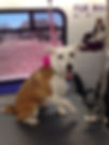 zoey.jpg