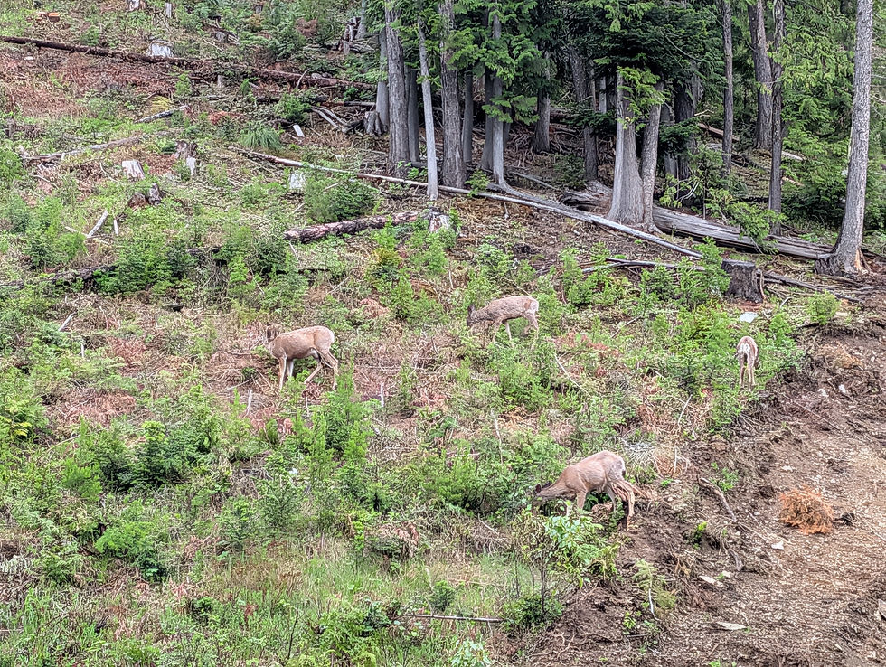 Deer: Oh, it's cause your 'chill'. Okay well we'll be over here. The top of the pass is just around the corner.