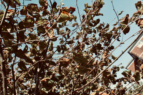 622D7777-D099-4019-95D8-46B625F8E37D_1_201_a.jpeg
