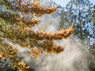 🤧花粉と黄砂にご注意