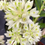 Miniatura: Dendrobium Hsinying Smile 'Mont Blanc'