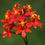 Miniatura: Epidendrum