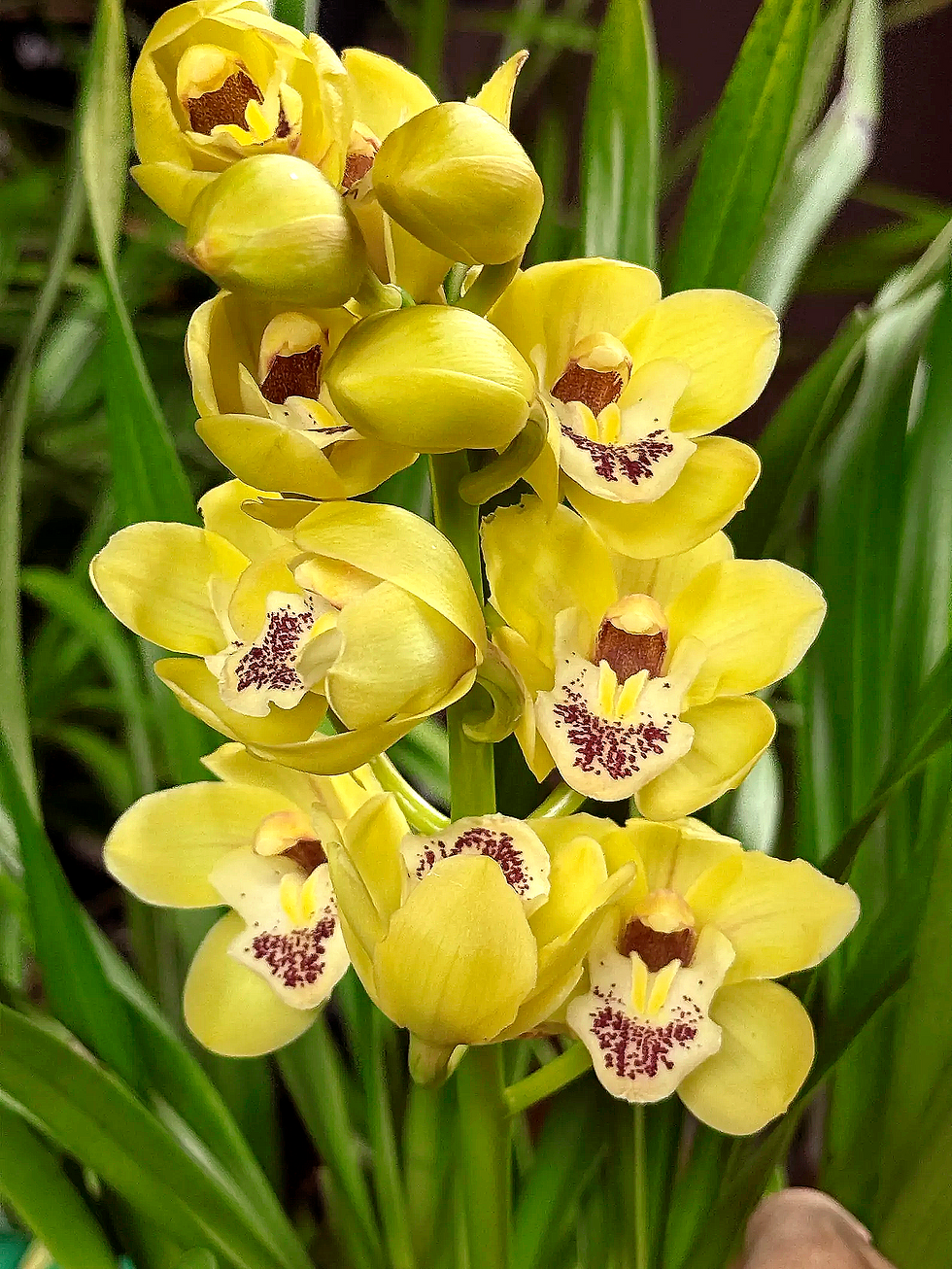 Miniatura: Cymbidium Caramel Split Bunellow