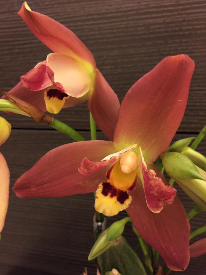 Miniatura: Lysudamuloa Red Jewel 'Hilo Girl'