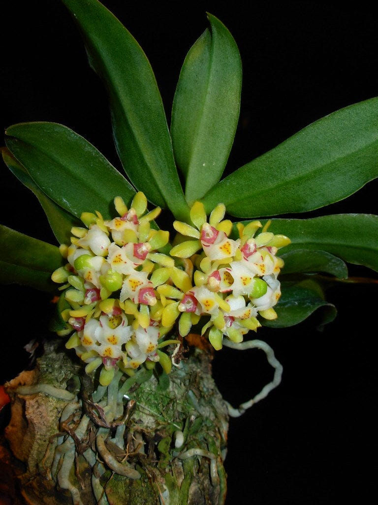Miniatura: Gastrochilus Japonicus