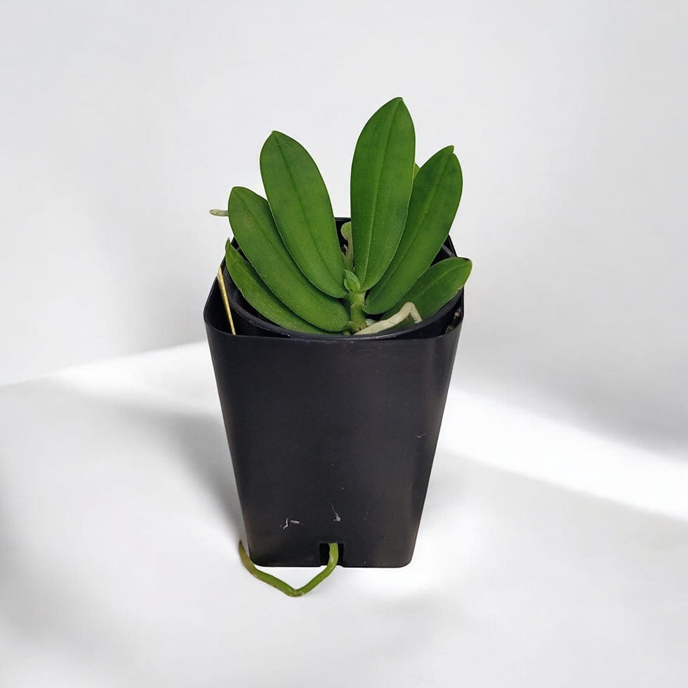 Miniatura: Gastrochilus Japonicus