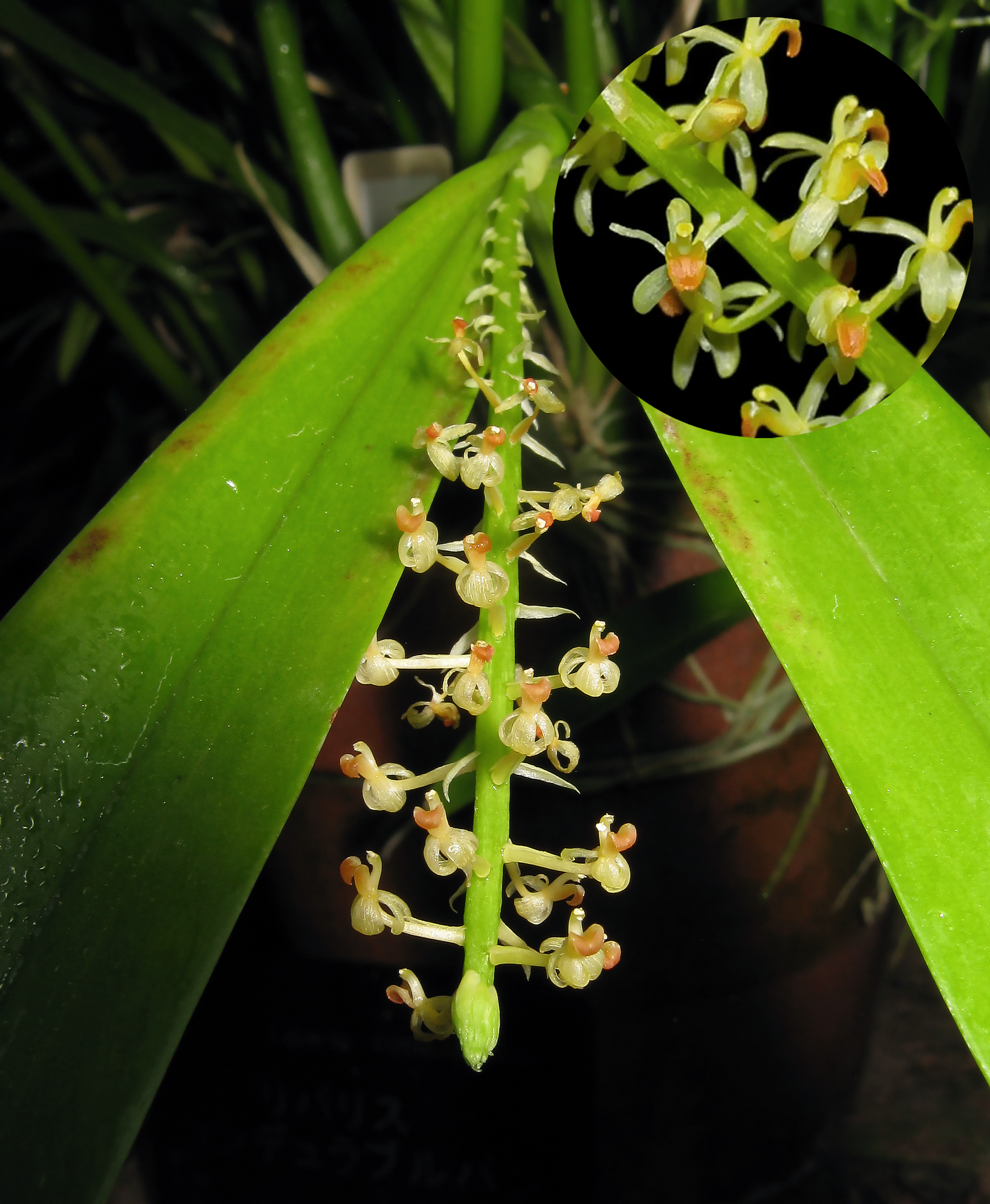 Liparis Condylobulbon