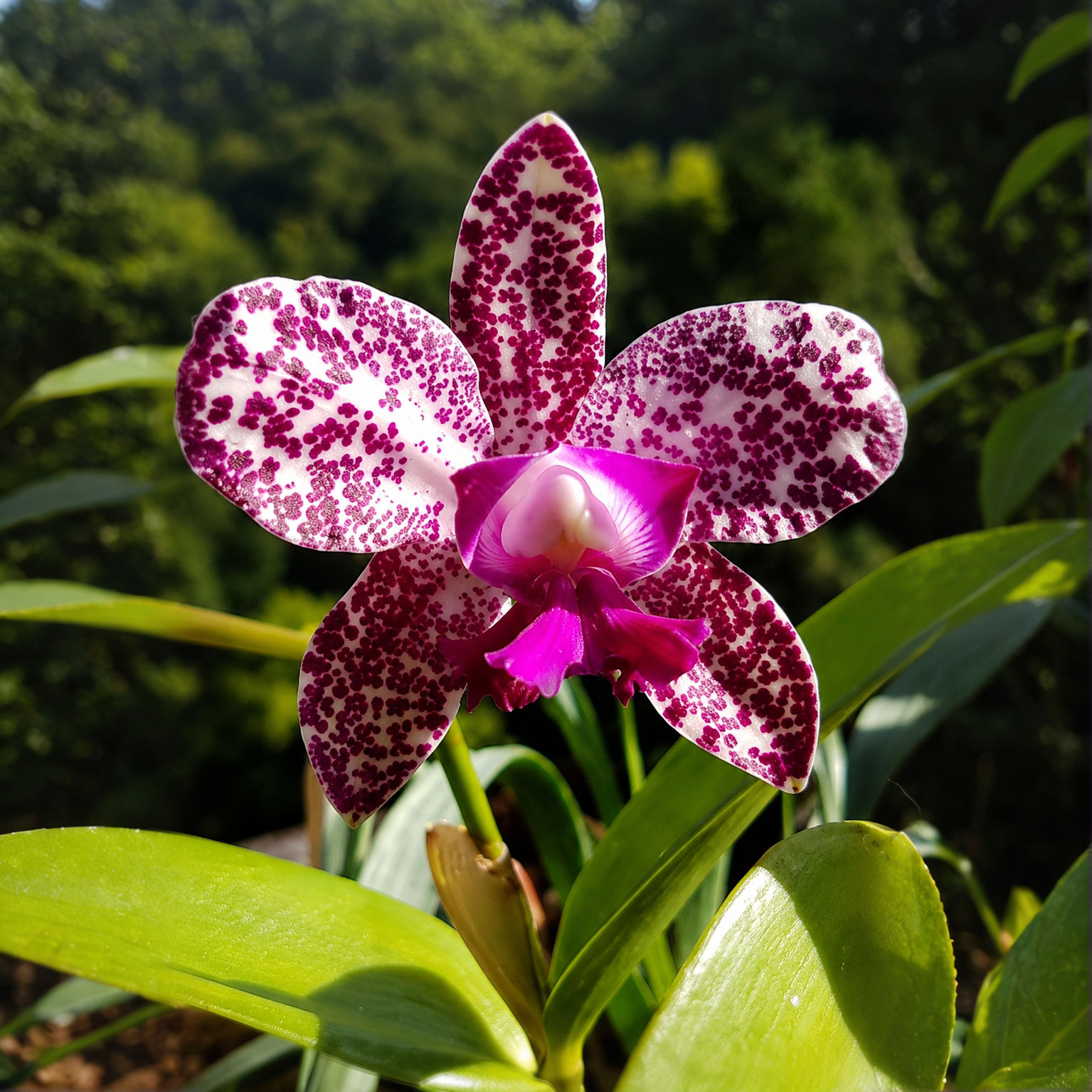 C. Pinata Surprise Pink Elephant x C. Motte Spot Pink Phantom