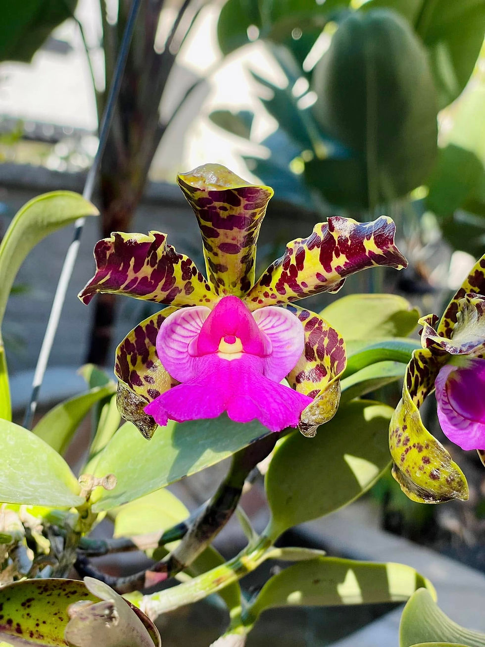 Miniatura: Cattleya Aclandiae 'Dark'
