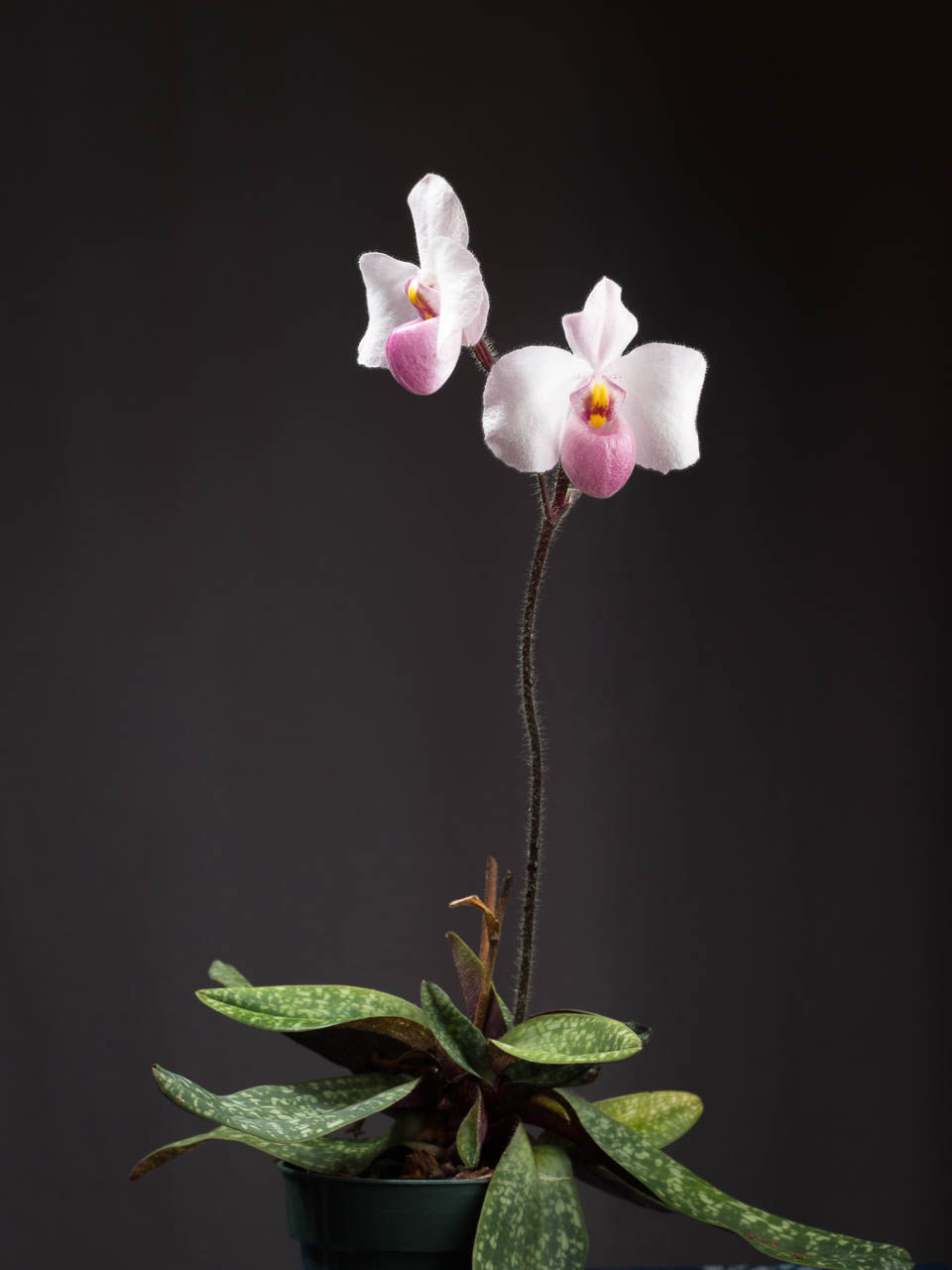 Miniatura: Paphiopedillum Delenatii