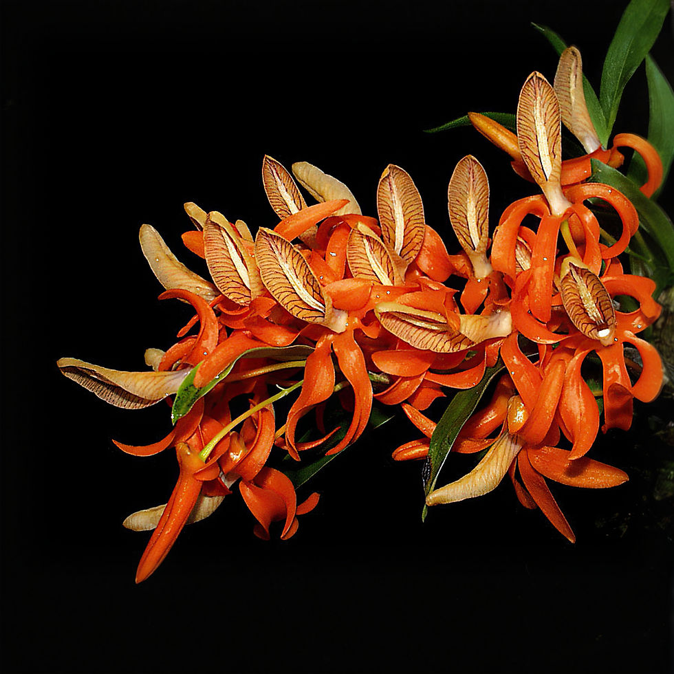 Miniatura: Dendrobium Unicum